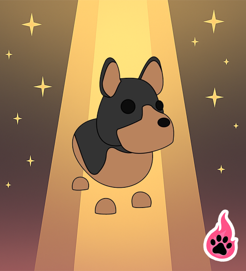 Australian Kelpie